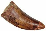 Serrated, Theropod (Deltadromeus?) Pre-Max Tooth - Morocco #341243-1